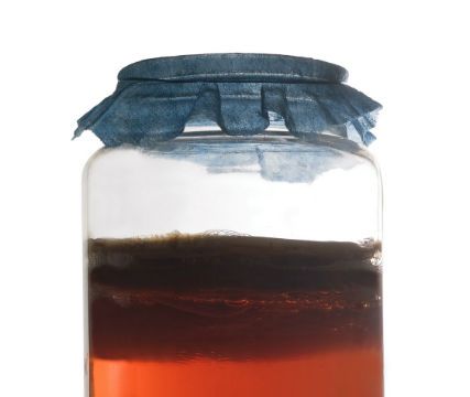 kombucha tea