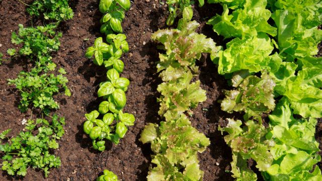 grow food