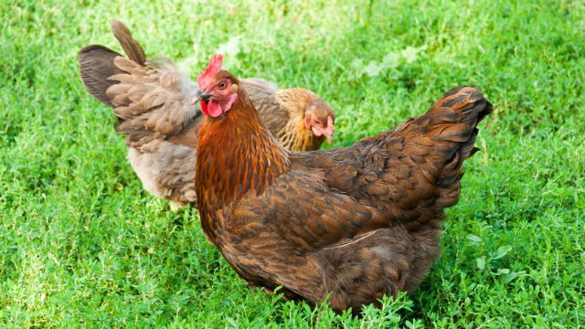 chicken
