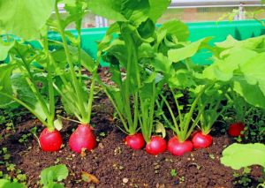 Red radish growing in the garden