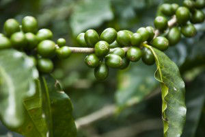 Nature's Garden - Unripe Coffee Berries