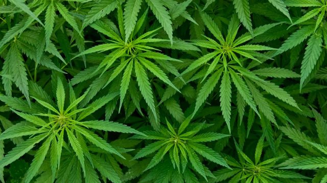 Marijuana