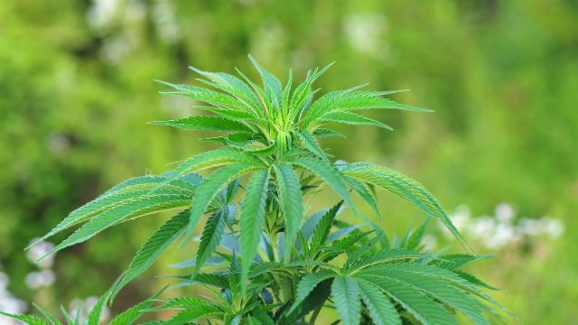Cannabis plant