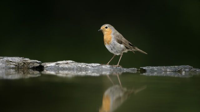 bird and water