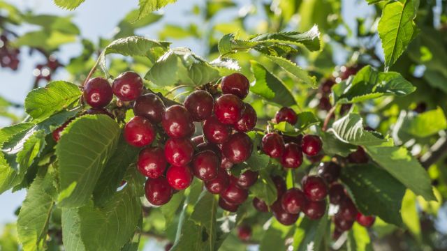 cherry tree