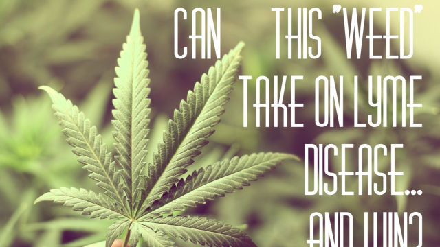 weed