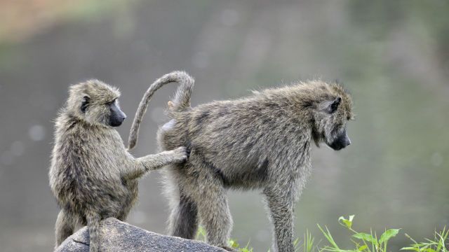 baboons