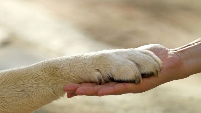 dog and man