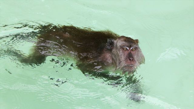 biggest sea monkey