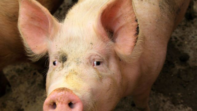 pig