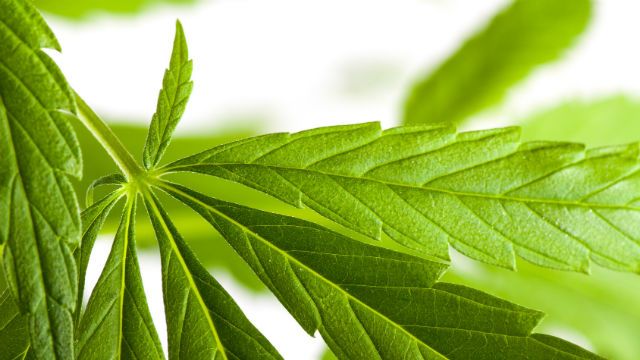 cannibis