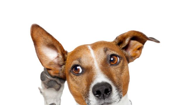 dog listening with big ear