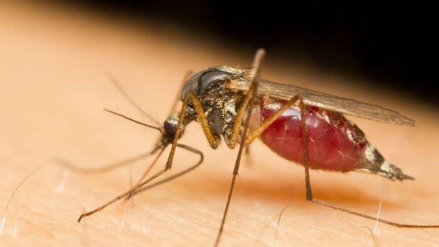 Close-up of a mosquito sucking blood