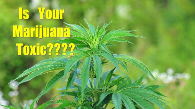 Cannabis plant