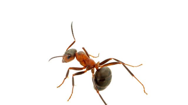 Ant on white