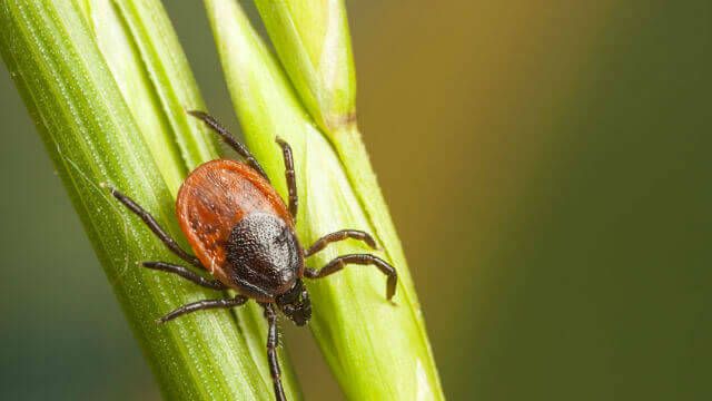 Tick on a plant straw