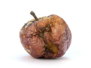 Old rotten apple with large DOF on white background