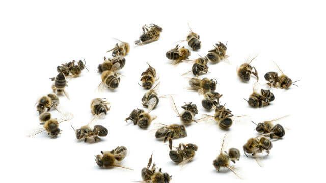 dead bees