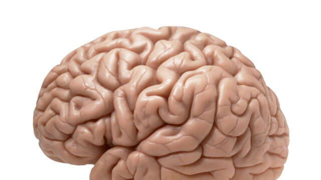 human brain on white background