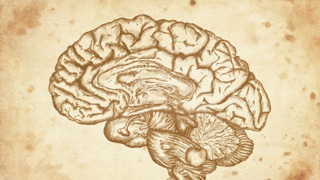 cursory drawing brain on old paper background