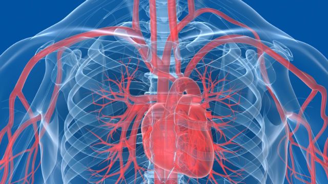 circulatory system