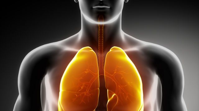 lungs