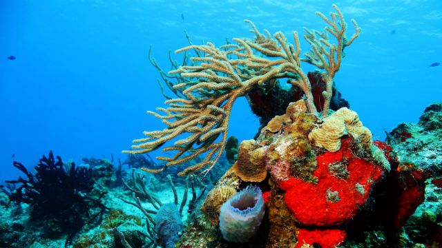 reef