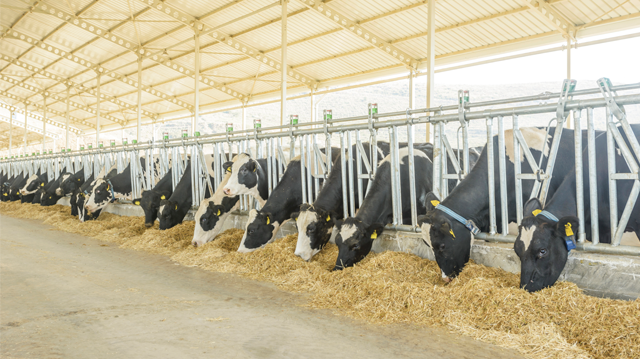 dairy640x359