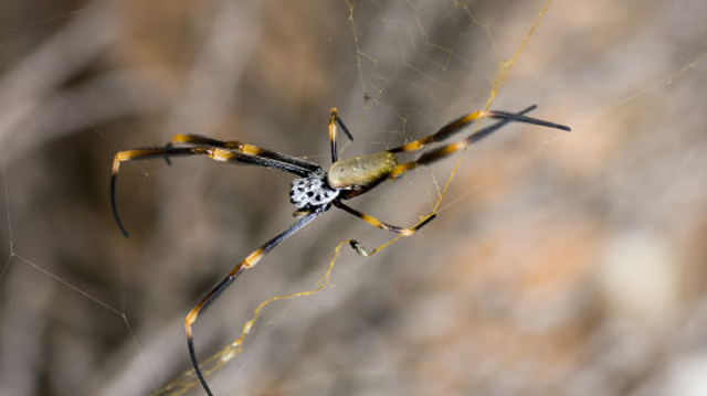 spider