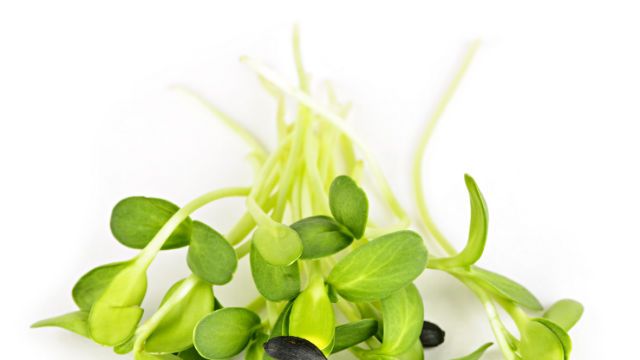 sprouts