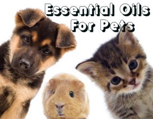 pets esential oil