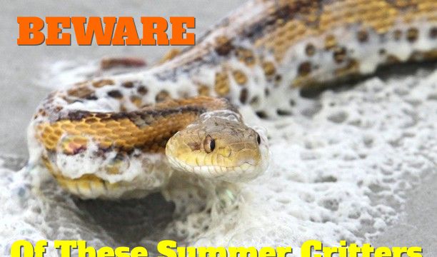 snake