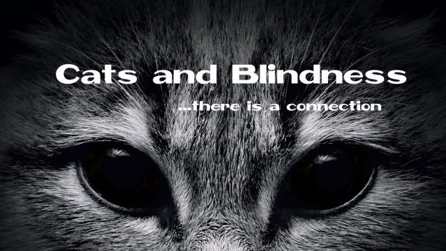 cats and blindness