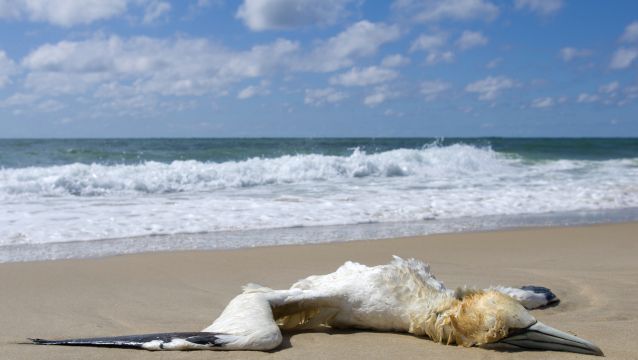 dead bird on a beach - atlantic west coast of france