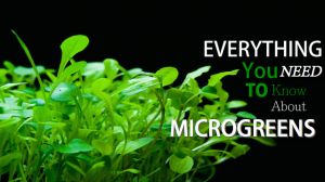 micro greens