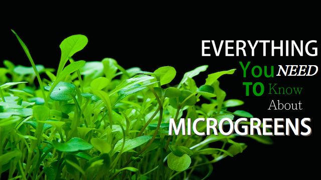 What You Need to Know about Microgreens