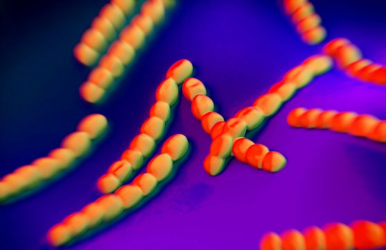 Streptococcus pneumoniae, bacteria artwork