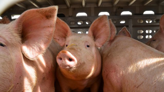 Pigs transport