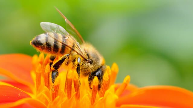 bees