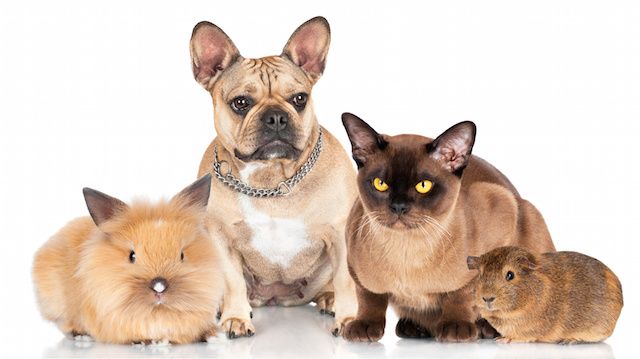 Nasty Diseases You Can Get from Your Pets, and How to ...