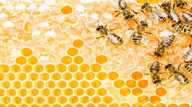 Working bees