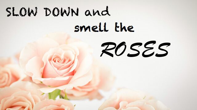 Peach rose cluster with vignette