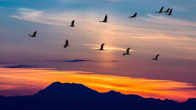 birds migrating bring ticks exotic flying migratory sunset reveals study views