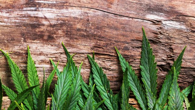 Cannabis
