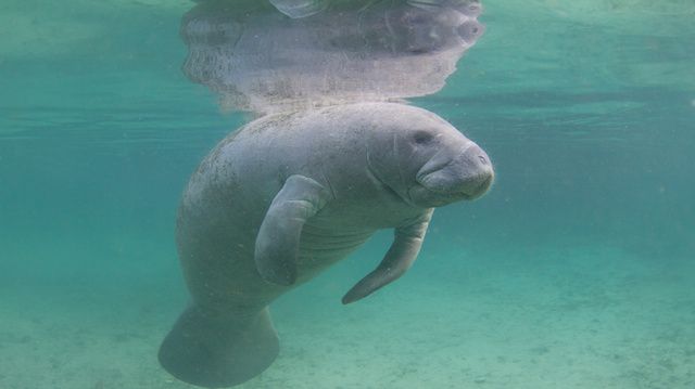 the-manatee-a-story-of-success