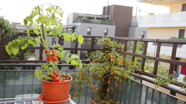 Tomato plant in the pot on the terrace of a house