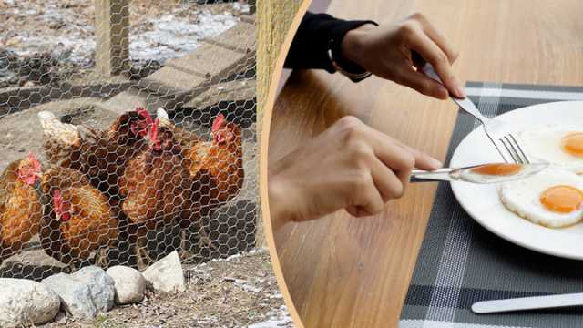 Backyard chickens