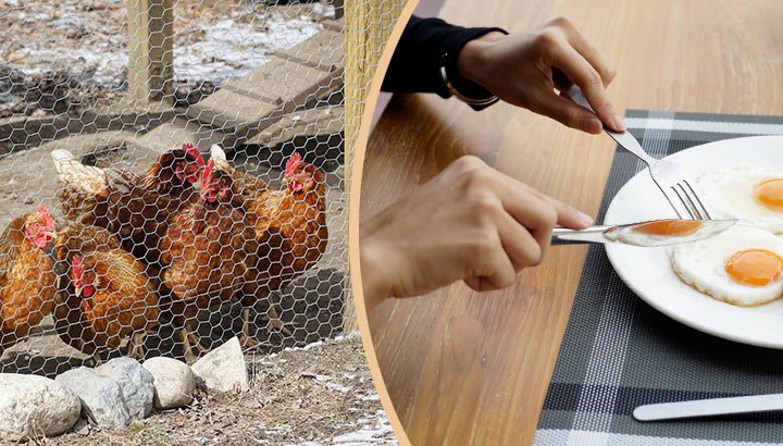 9 Reasons To Raise Backyard Chickens