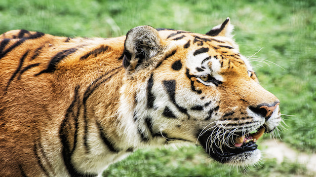 Siberian tiger (Panthera tigris altaica) portrait, animal closeup scene