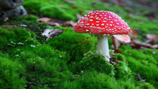Fly agaric toadstool in moss